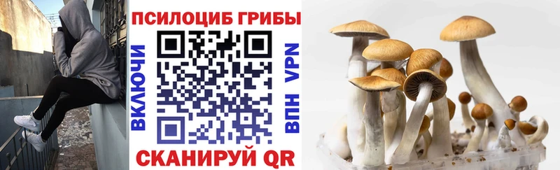 Галлюциногенные грибы Psilocybe  Губкин 